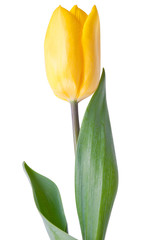 yellow, fresh tulip