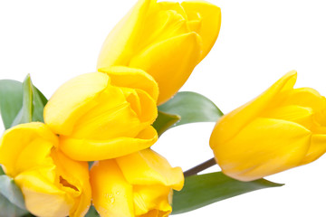 Obraz premium yellow, fresh tulips