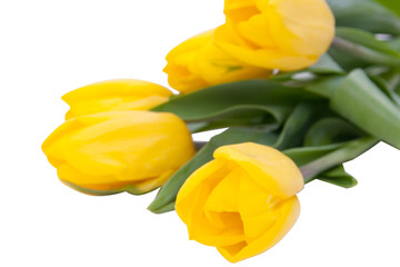 yellow, fresh tulips