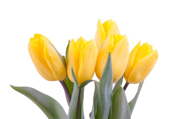 Fototapeta premium yellow, fresh tulips