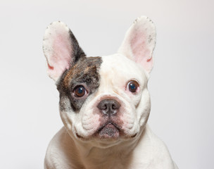 French bulldog portrait on  white