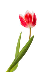tulip isolated