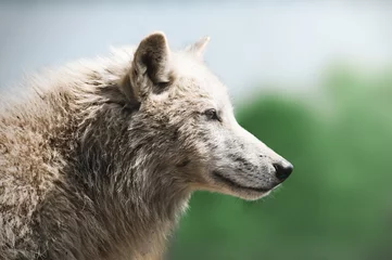 Crédence de cuisine en verre imprimé Loup wolf