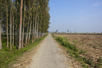 Fototapeta na wymiar droga krajowa punjabi
