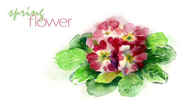 Watercolor Primula