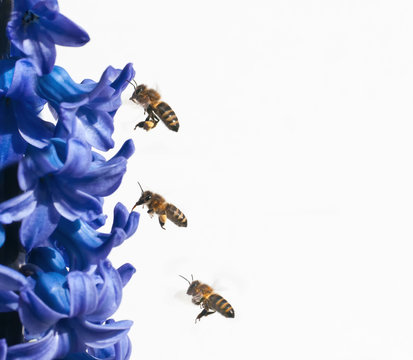 flei&szlig;ige Bienen