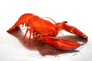 Red lobster isolated on white