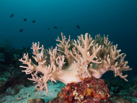 Pumpende Weichkoralle, Soft coral (Sinularia polydactila)