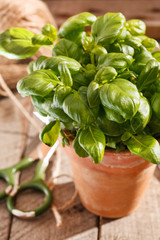 basil in the pot
