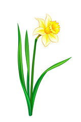 Narcissus - eps10 vector illustration