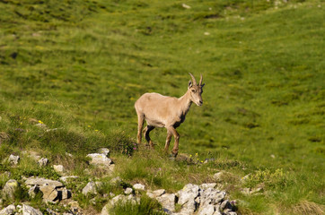 Capra Ibex - Stambecco (young)