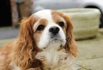 Portrait of a dog