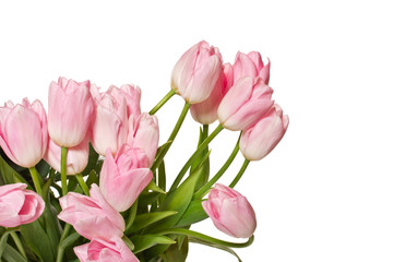 beautiful pink tulips