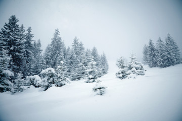 Snow covered fir trees