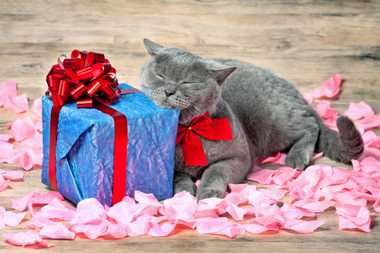 A cat sleeping on blue gift with a red ribbon with big bow