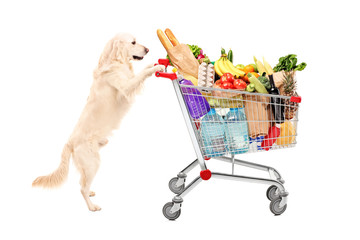 Funny retriever dog pushing a shopping cart full of food product © Ljupco Smokovski