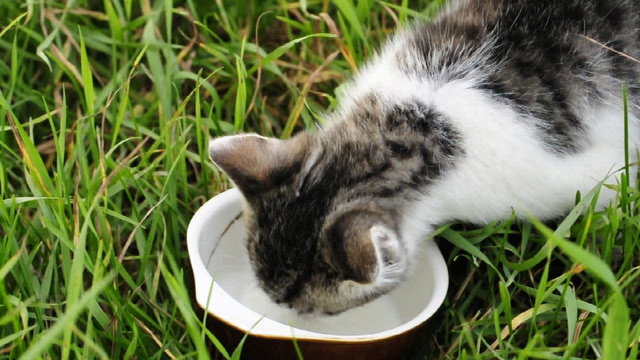 K&auml;tzchen trinkt Milch aus einer Sch&uuml;ssel