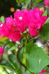 Bougainvillea flowers - Pink flowers