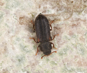 Synchita humeralis on wood, extreme close up
