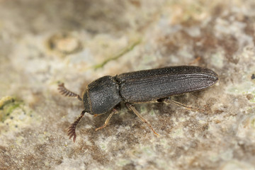 Melasis buprestoides, Eucnemidae on hazle wood, macro photo