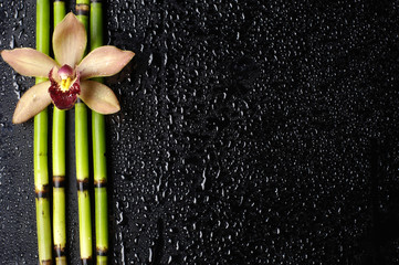 Macro of orchid and bamboo grove on wet black background