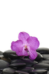 Macro of pink orchid with black pebble