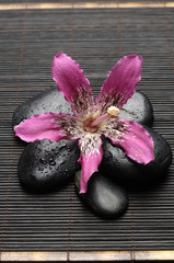 Macro of orchid and zen Stones on mat