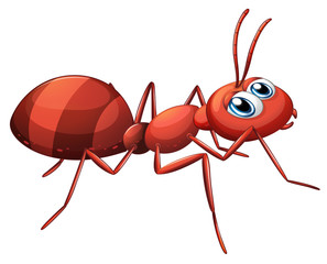 A stripe ant