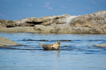 Fototapeta premium Seal relaxing on rock in ocean