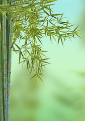 bambou asiatique, concept détente, relaxation