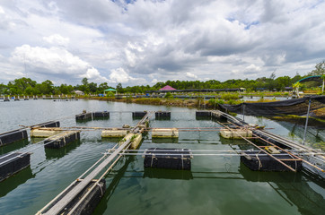 Naklejka premium Fish farm in the province of Krabi. Thailand