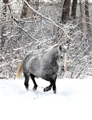 Skipping horse on a winter wood background