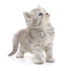 Kitten on a white background © Anatolii