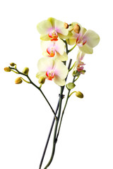 Obraz na płótnie Canvas Yellow orchid branch