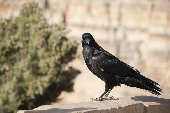 Cuervo común - Corvus corax