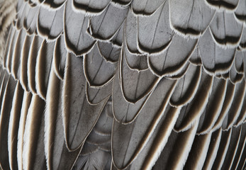 feathers - abstract background