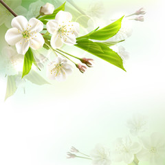 Naklejki  Kwitnąca gałąź drzewa z białymi kwiatami