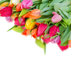pack of fresh tulips