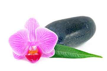 Orchidee © unverdorbenjr
