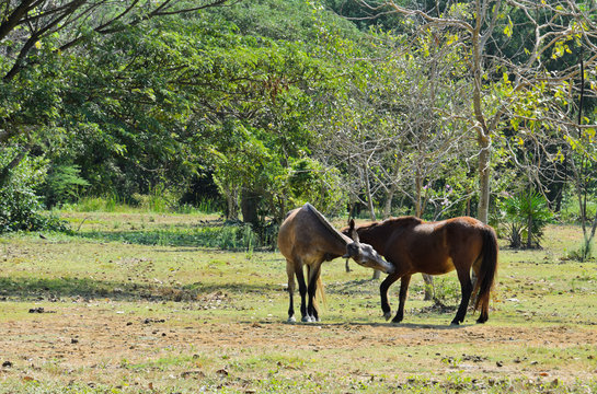Two horses playing in field