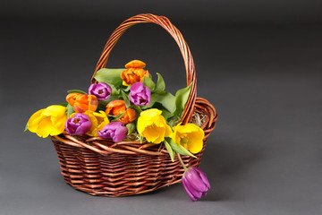 basket with tulip flowers over grey