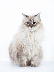 Neva Masquerade adult cat on white background.