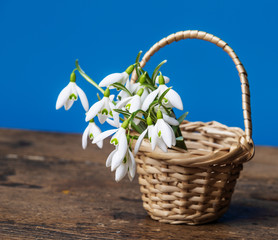 Fototapeta na wymiar snowdrops in a little basket on old wooden table