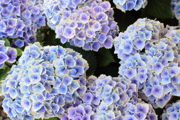 紫陽花　モナリザ