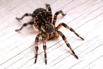 Top view of tarantula spider