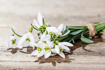 sprin flowers - snowdrops