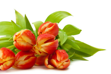 Red tulips on white background 