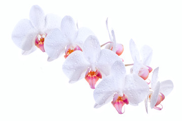 Naklejka na ściany i meble Białe orchidee