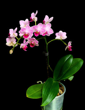 branch orchid on a black background