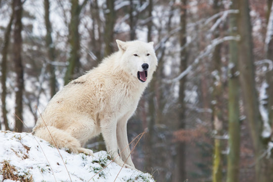 howling arctic wolf